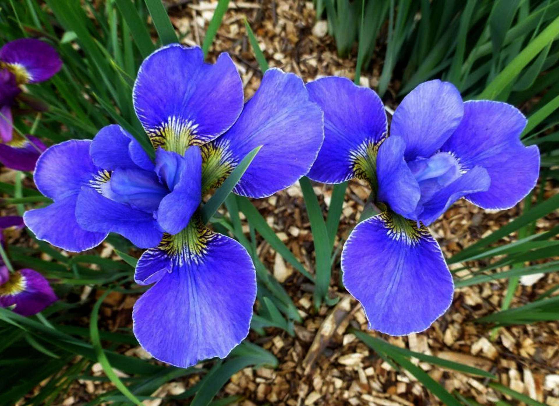 Fondos De Fotos De Flor De Iris Wallpapers