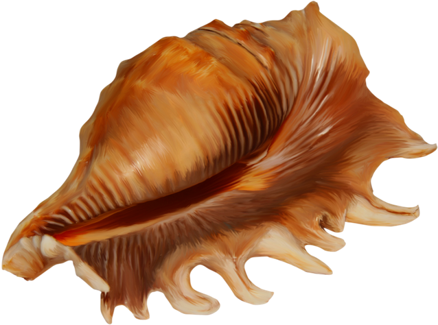 Conch Png Images Wallpapers