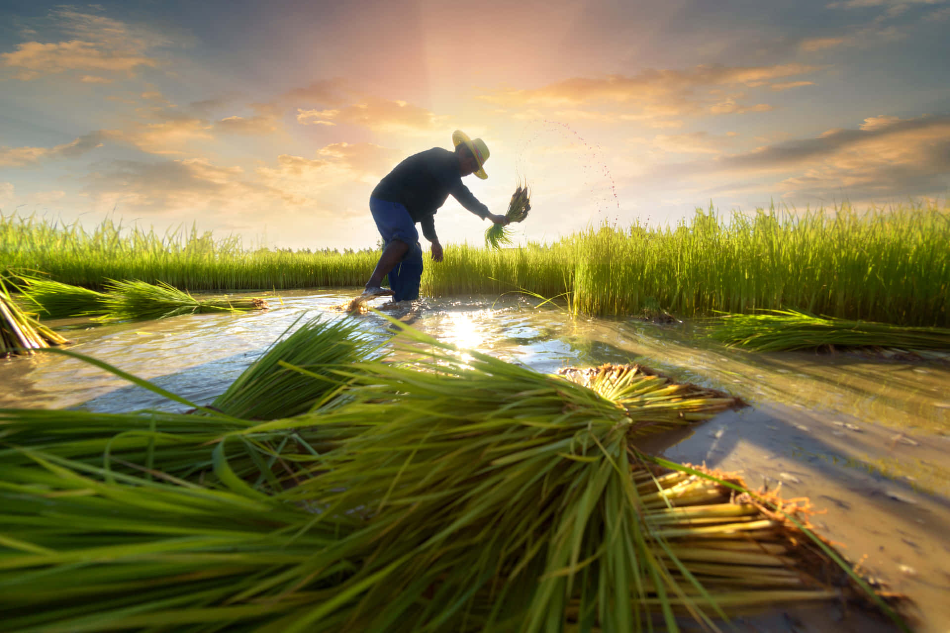 Im Genes De Agricultura Wallpapers