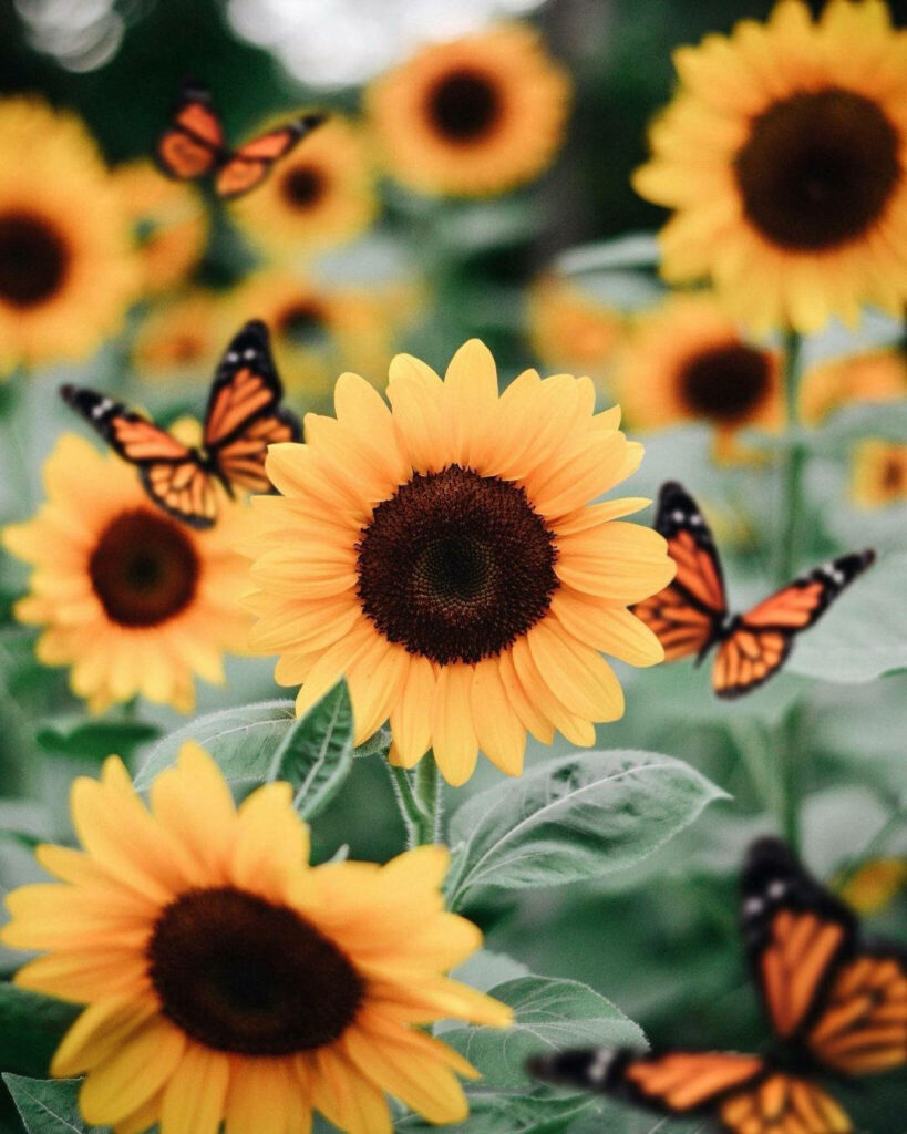 Aesthetic Orange Butterfly With Sunflowers Wallpaper