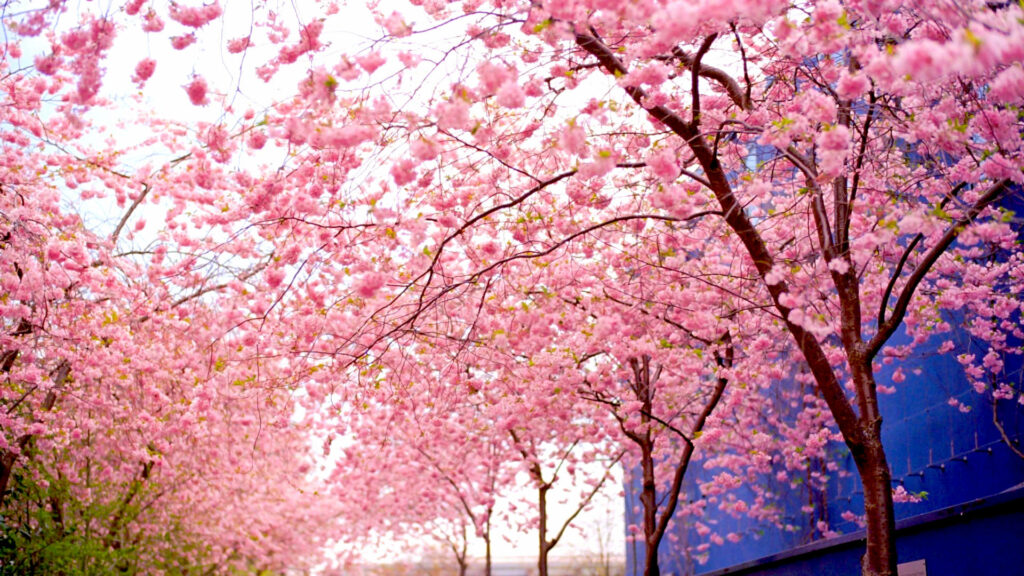 Beautiful Spring Cherry Blossom Trees edited