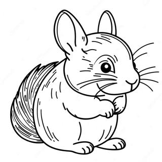 Chinchilla Coloring Page | Chinchilla coloring page