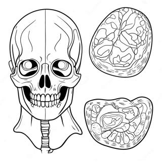 Anatomy and Physiology Coloring Page | Anatomy and Physiology WorkPages coloring page