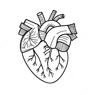 Realistic Heart Structure Coloring Page | Heart Anatomy coloring page