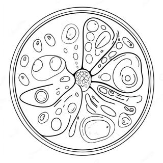 Plant Cell with Colorful Organelles Coloring Page | Cell coloring page