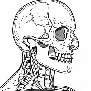 Human Anatomy Coloring Page | Human Anatomy coloring page