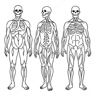 Body Systems Coloring Page | Body Systems coloring page