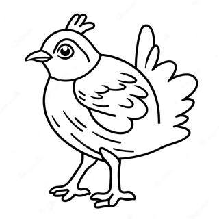 Quail Coloring Page | Quail coloring page