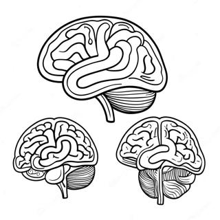 Anatomie des Gehirns Ausmalbild | Anatomie des Gehirns Ausmalbild