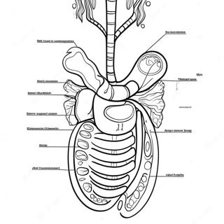Digestive System Diagram Coloring Page | Digestive System coloring page