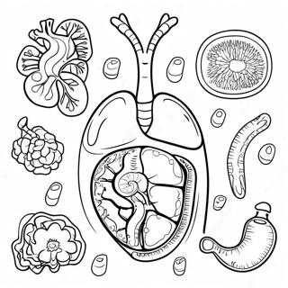 Colorful Digestive Organs Coloring Page | Digestive System coloring page