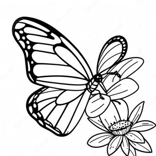 Farfalla Monarca Pagine da Colorare