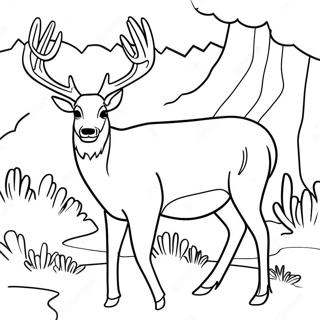 Mule Deer Coloring Page | Mule Deer coloring page