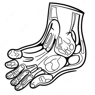 X Ray Foot Coloring Page | X Ray coloring page