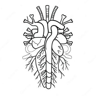 Circulatory System Anatomy Coloring Page | Circulatory System Sheet coloring page