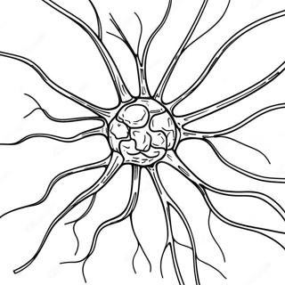 Anatomía Del Cerebro Páginas para Colorear