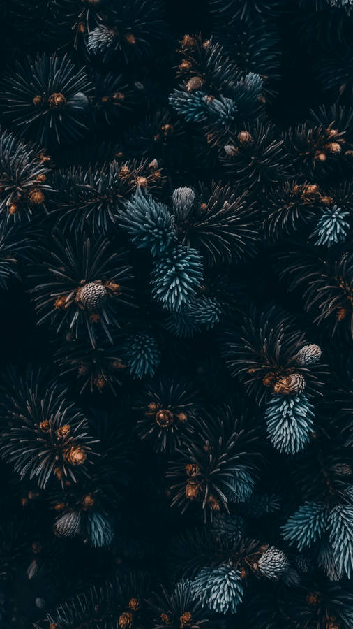 Free Black Christmas Background Photos, [100+] Black Christmas