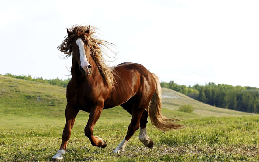 [100+] Fondos de fotos de Caballo marrón | Wallpapers.com