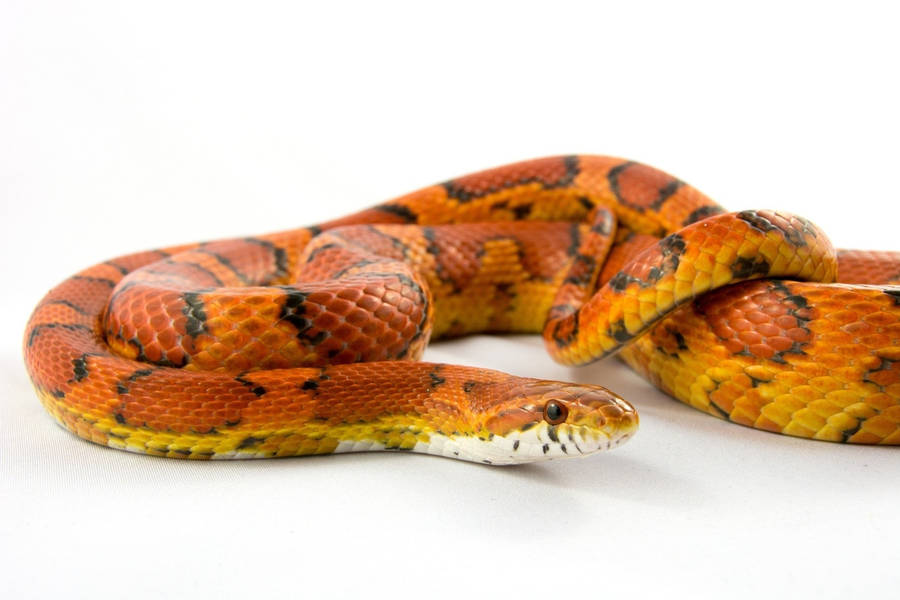 Красно желтая змея. Куфия змея оранжевая. Оранжевый полоз змея. Змеи полоз оранжевый. Черный Техасский полоз.
