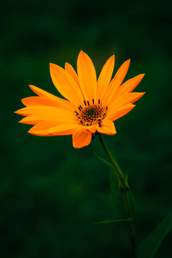 [100+] Fondos de fotos de Flor naranja | Wallpapers.com