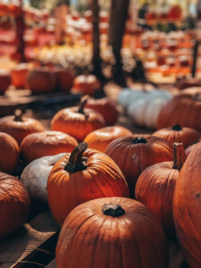 [100+] Fondods de parche de calabazas | Wallpapers.com