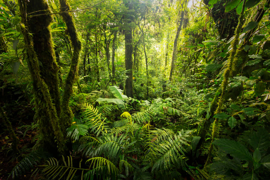 Что такое влажный экваториальный лес. Джунгли Сельва Мексика. Влажные вечнозеленые тропические леса. Тропические леса центральной Америки. Тропические вечнозелёные леса Мексики.