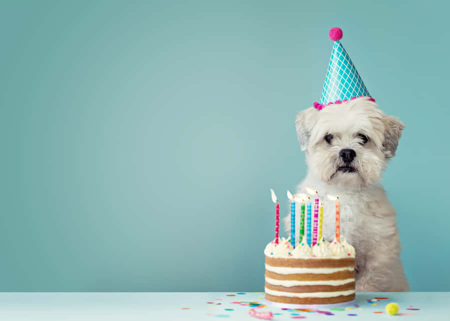 [100+] Imágenes de cumpleaños de perro | Wallpapers.com