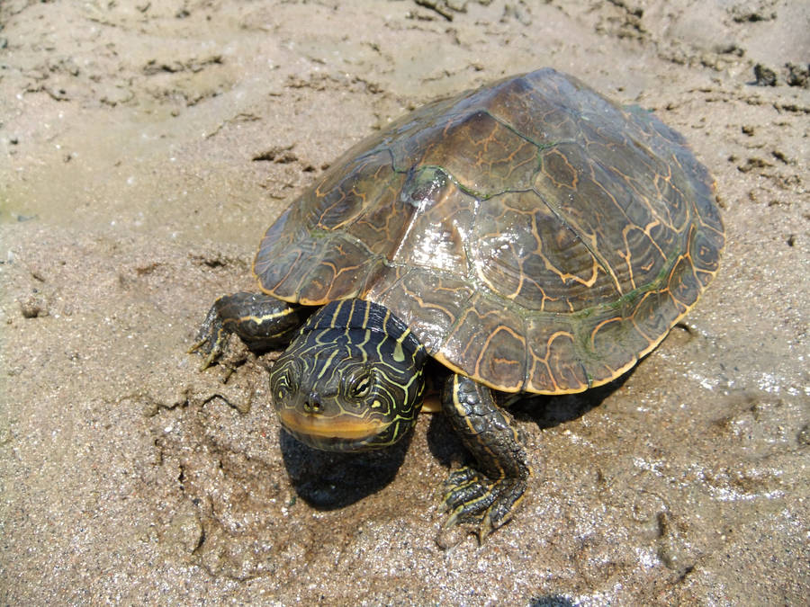 [100+] Map Turtle Pictures for FREE | Wallpapers.com