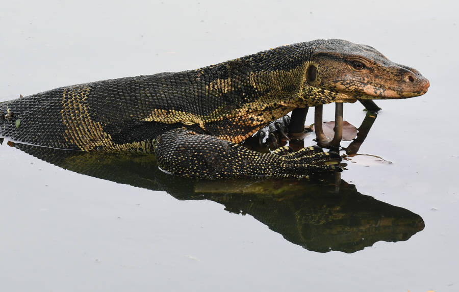 [100+] Papéis de Parede de Monitore O Lagarto | Wallpapers.com