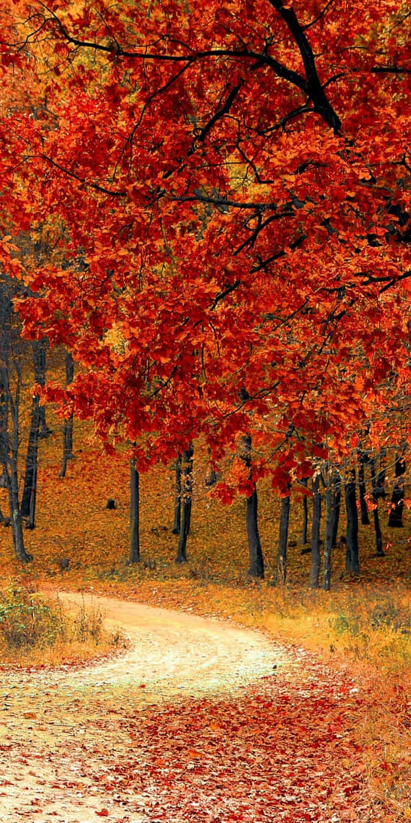Download Leafless And Orange Trees Android Autumn Background ...