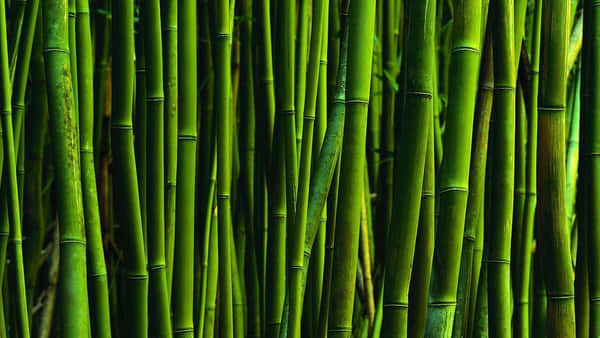 Download Seamless background of Bamboo Forest | Wallpapers.com