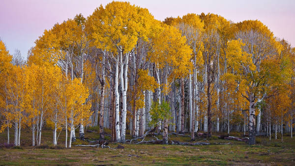 Download Cool Aspen Birch Tree Eyes Wallpaper | Wallpapers.com