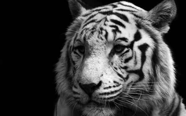 Download Black And White Animal 1920 X 1200 Wallpaper Wallpaper ...