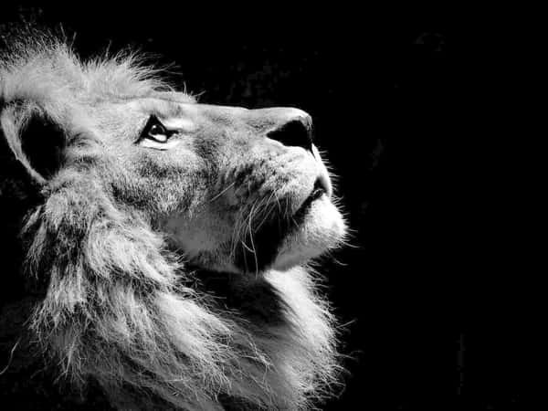 Download The Power Of Two- Majestic White And Black Lion Wallpaper ...