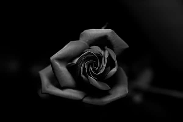 Download A Black Rose Is Shown Against A White Background | Wallpapers.com