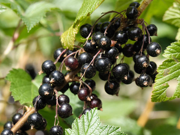 Blackcurrant Wallpapers