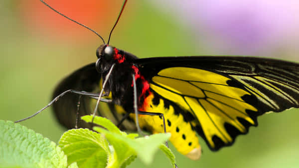 Download An elegant yellow butterfly basks in the sun Wallpaper ...