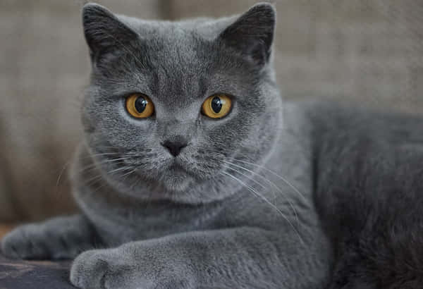 Download Adorable Chartreux Cat Lounging on a Plush Surface Wallpaper ...