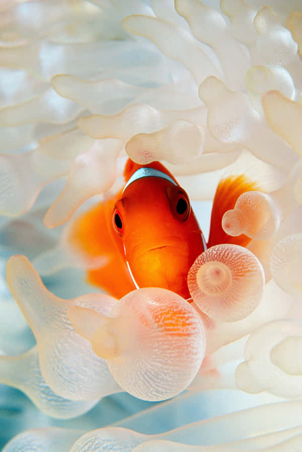 Download Clown Fish iPhone White Sea Anemone Wallpaper | Wallpapers.com