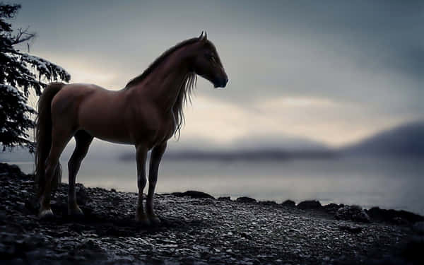 Download “Look at this magnificent cool horse, posing gracefully as the