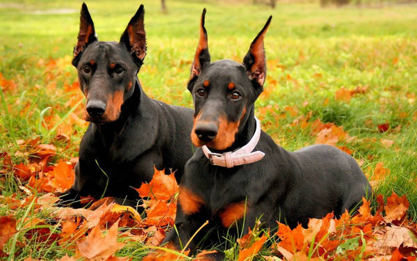 Ladda ner Svartoch Tann Färgad Dobermann Hund Som Sitter Utomhus