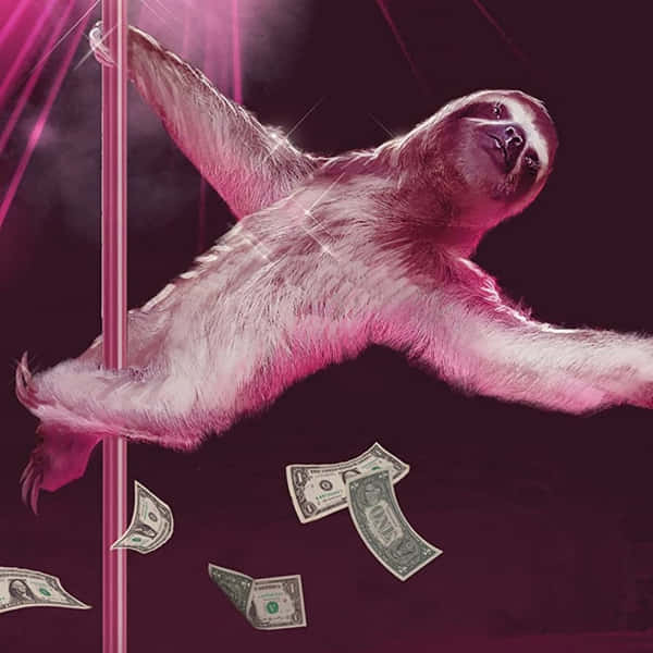 Download Funny Cute Hanging Sloth Picture