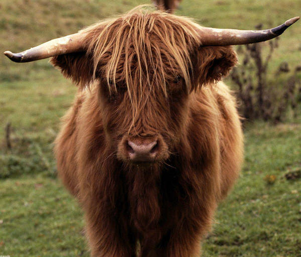 Download Highland Cow 1382 X 1152 Picture | Wallpapers.com