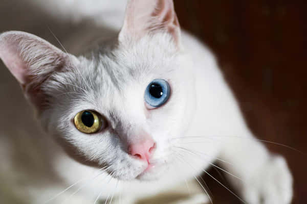 Download Adorable Khao Manee cat with striking blue eyes Wallpaper ...