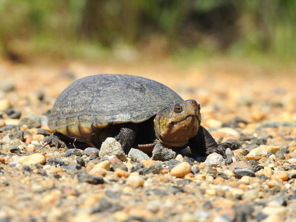 Download Mud Turtle With Yellowish-brown Underbelly Wallpaper ...