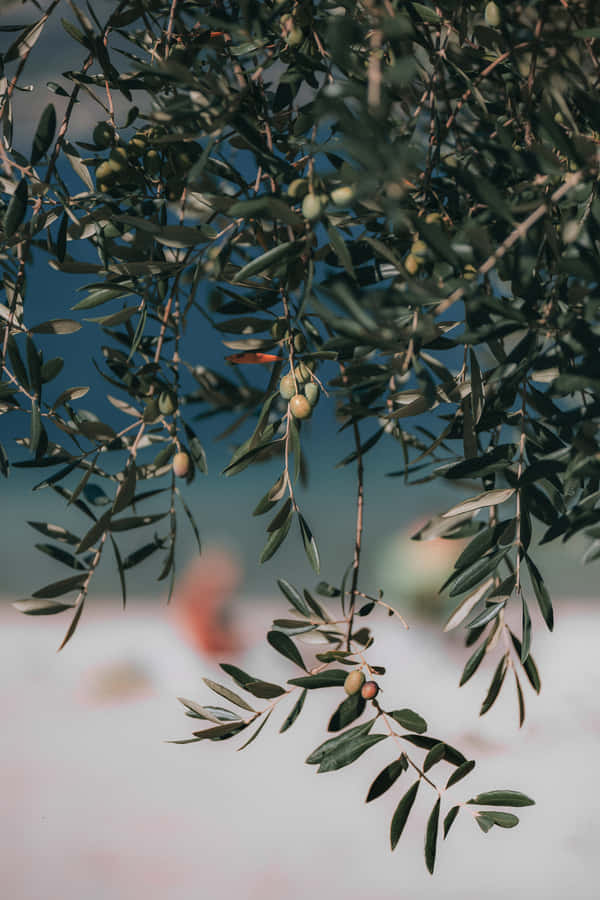 Download A Close-up of an Olive Tree in a Sunlit Field Wallpaper