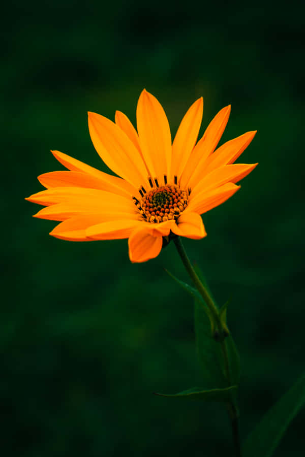 Download Orange Flower Tithonia Wallpaper | Wallpapers.com