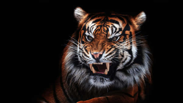 Download Overt Red Tiger Wallpaper | Wallpapers.com