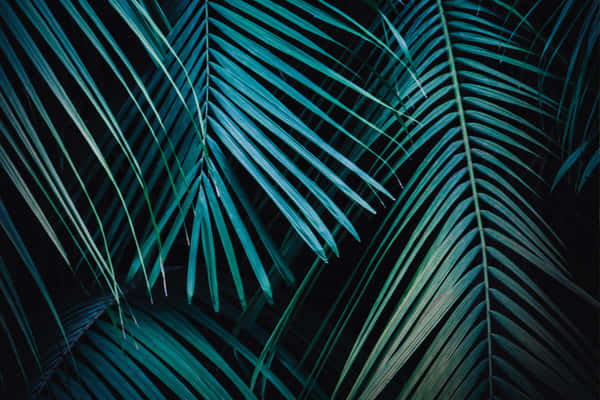 Download A bright and vibrant Palm Leaves Background | Wallpapers.com