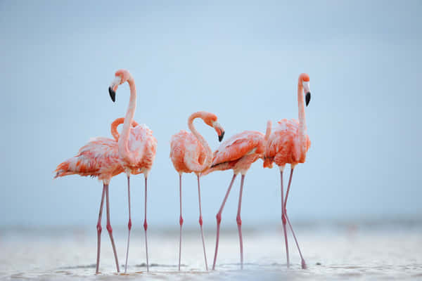 Download Pink Flamingos 2560 X 1600 Wallpaper Wallpaper | Wallpapers.com